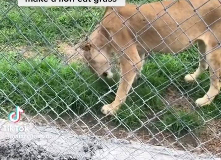 Lion Spotted Eating Grass In A Nigerian Zoo