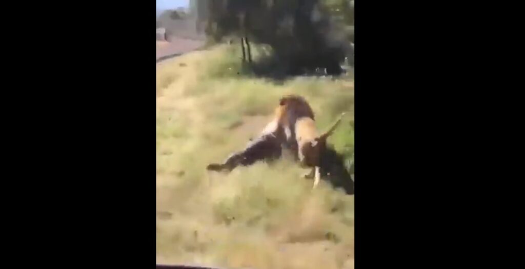 Video: Lion attacks and drags away an elderly man