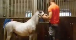 Michael Hanley’s Horse Video Goes Viral